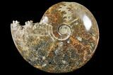 Polished, Agatized Ammonite (Cleoniceras) - Madagascar #133232-1